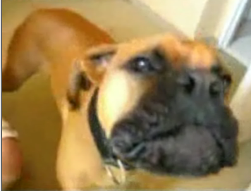 Guard Dog Doubles As A Siren